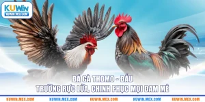 da-ga-thomo-dau-truong-ruc-lua-chinh-phuc-moi-dam-me
